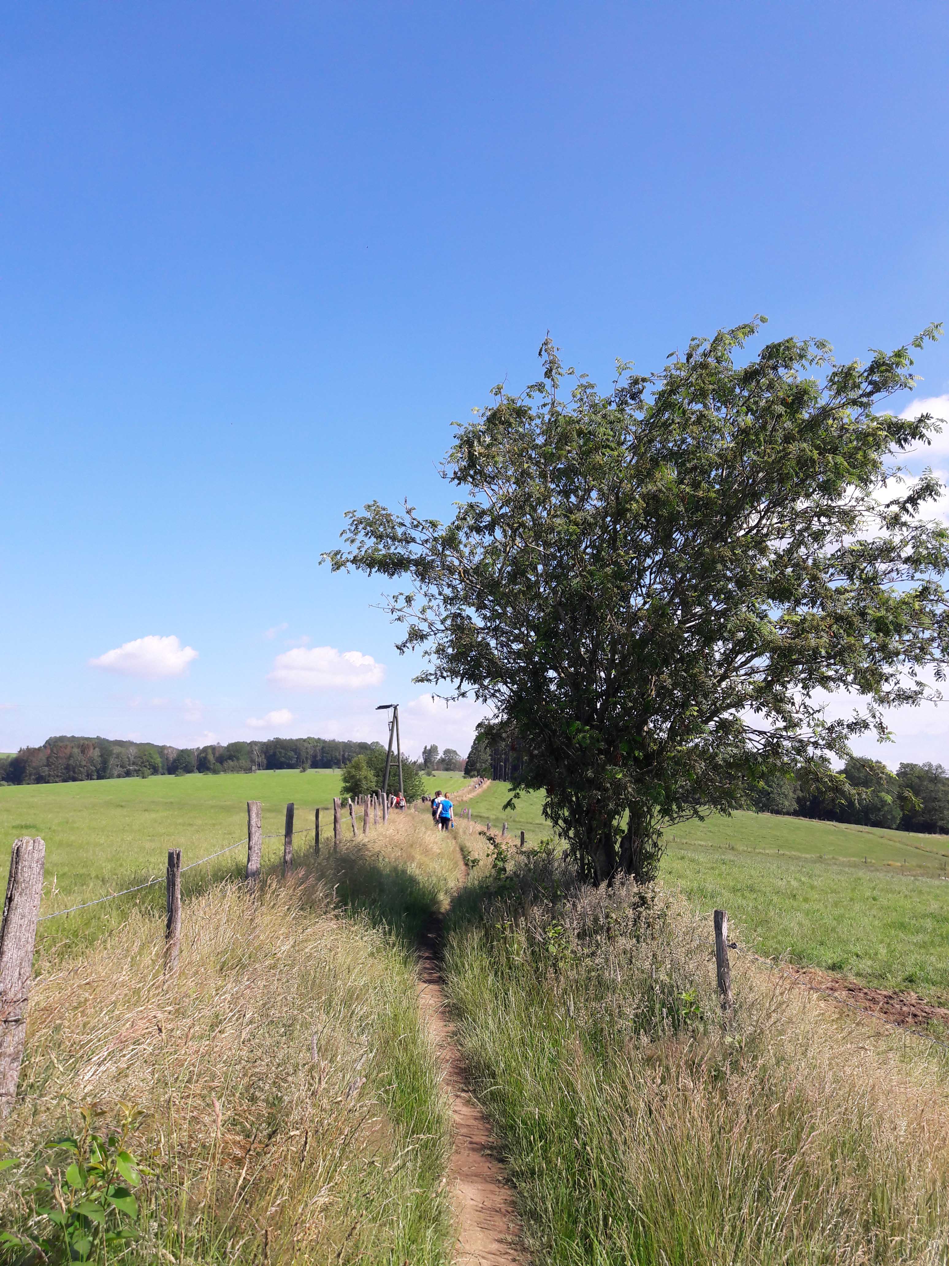 Sonnige Wiesenlandschaft auf den Bergischen 50